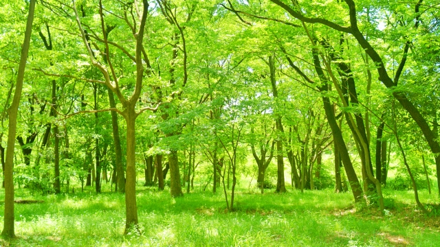 湿度の調整を行う天然木